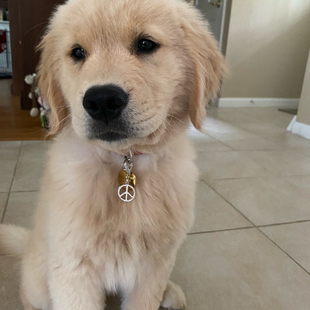 ☮️Host pick!!! Pet peace sign charm